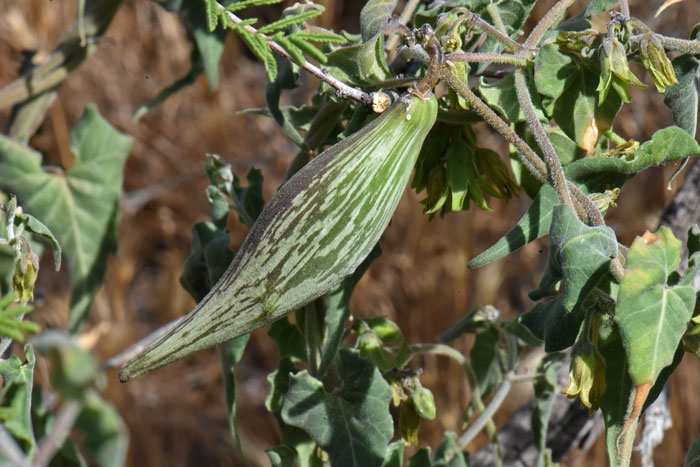 Texas Milkvine has an elongated, ovoid fruit, a follicle that is smooth and somewhat reminiscent of the traditional Milkweed pod. Matelea producta Texas Milkvine has an elongated, ovoid fruit, a follicle that is smooth and somewhat reminiscent of the traditional Milkweed pod. Matelea producta